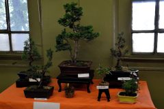 Mostra di  Bonsai