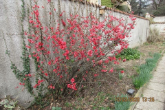 Orto - Giardino 2 - Turconi