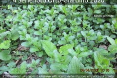 Orto - Giardino 4 - Turconi